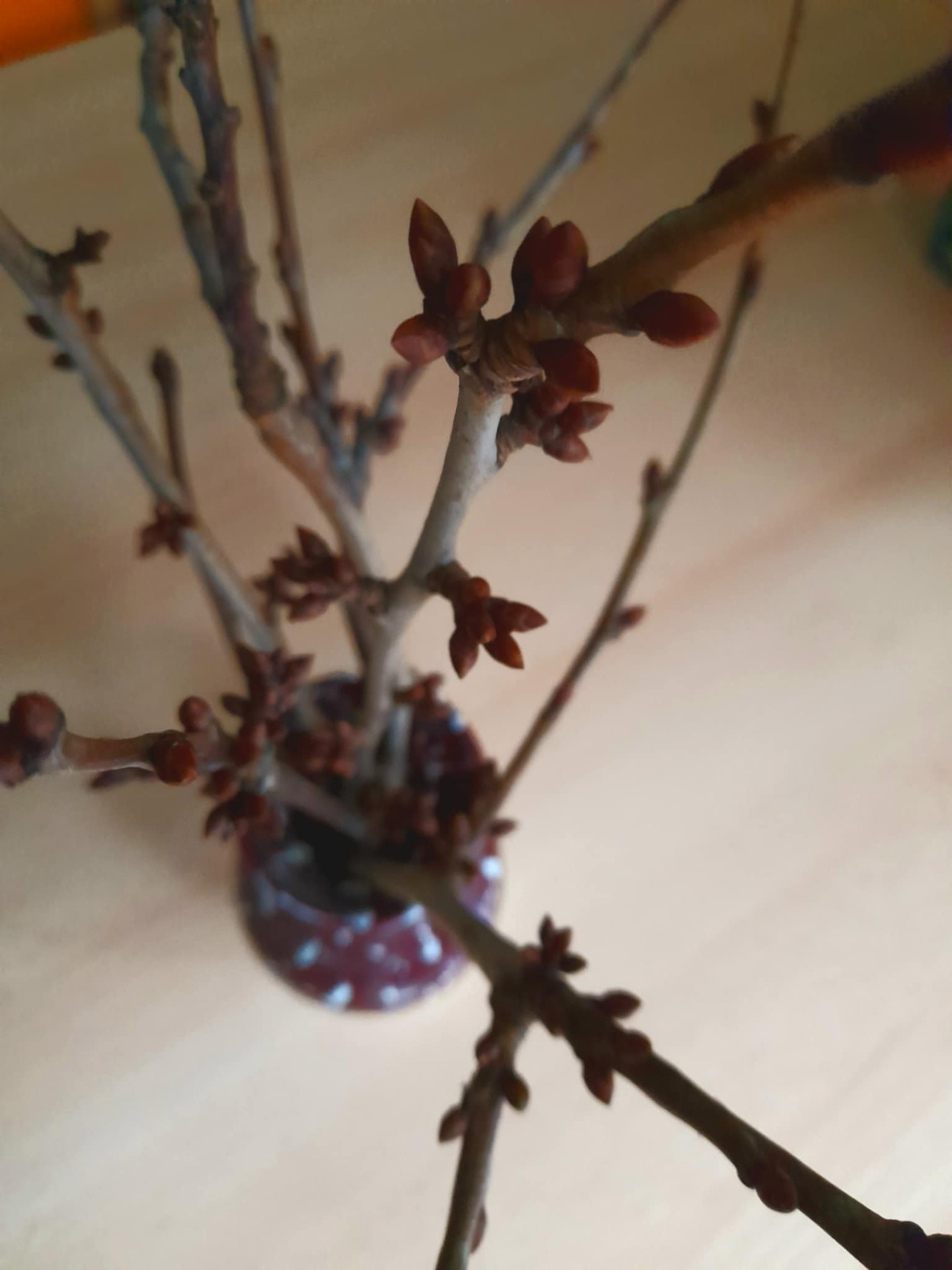 BARBORKA nesmí chybět